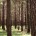 Inherent Sustainability & Carbon Benefits of the US Wood Pellet Industry