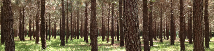 Inherent Sustainability & Carbon Benefits of the US Wood Pellet Industry Inherent Sustainability & Carbon Benefits of the US Wood Pellet Industry