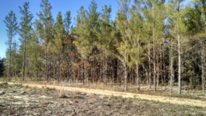 25 year old sand pine forest